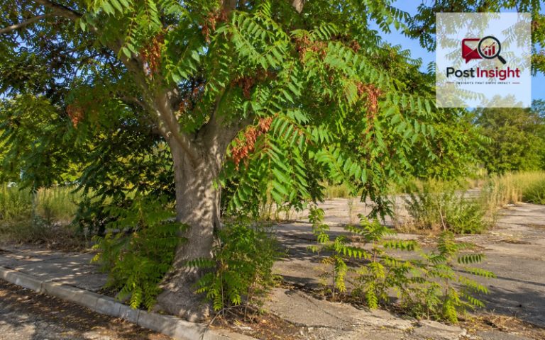 tree of heaven