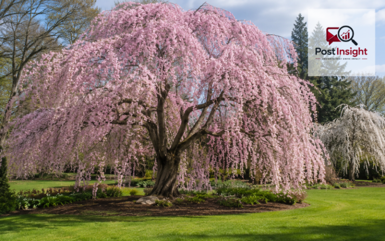 weeping cherry tree