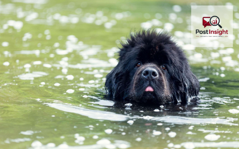 dogs newfoundland breed