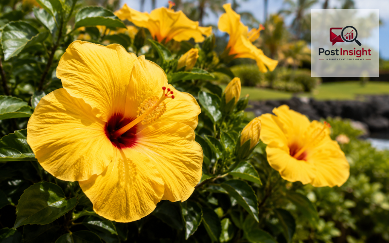 yellow hibiscus